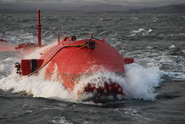 pelamis
