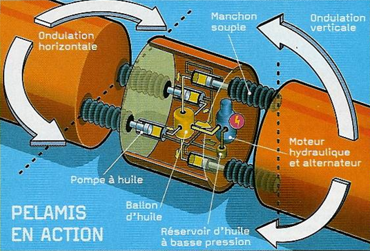 pelamis